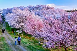 桜の写真コンテスト実行委員長賞