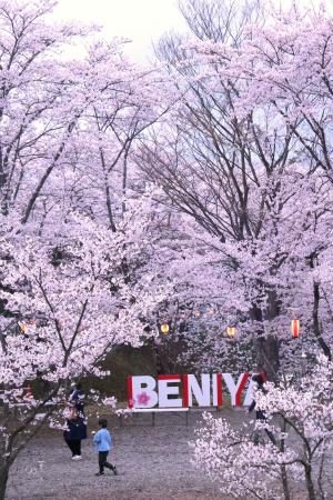 桜の写真コンテスト福島民報社賞