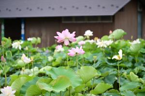 蓮
