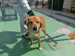 捕獲された犬の写真