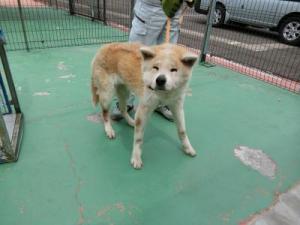 捕獲された犬の写真