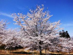 平成26年4月中旬頃の紅屋峠千本桜森林公園（ソメイヨシノ）