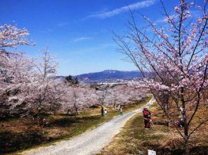 平成26年紅屋峠千本桜森林公園内の桜（ソメイヨシノと大山桜）