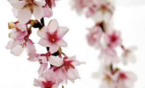 きぼうの桜