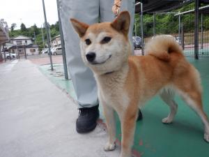 犬の正面の写真