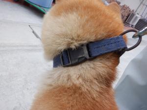犬の首輪の写真