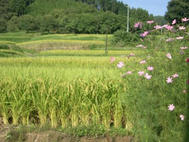 中山間イメージ写真2