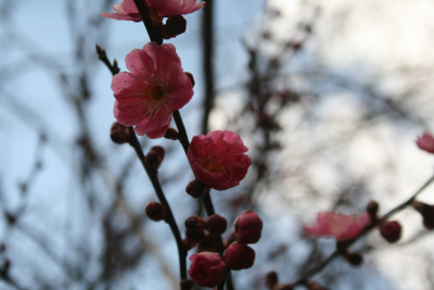 plumflower