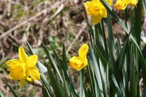 daflower