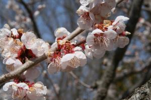 dragonplum