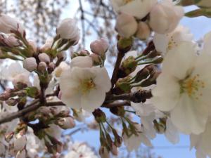 CherryBlossom