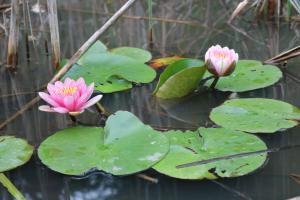 lilly pads