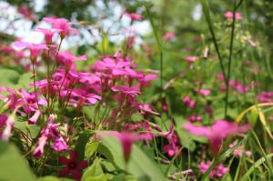 Purple flowers on a forested path