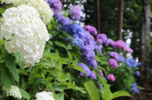 Image of hydrangea