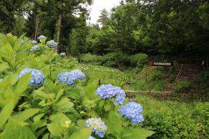 Image of hydrangea