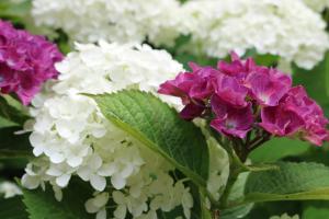 Image of hydrangea
