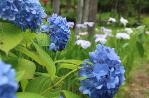 Image of hydrangea