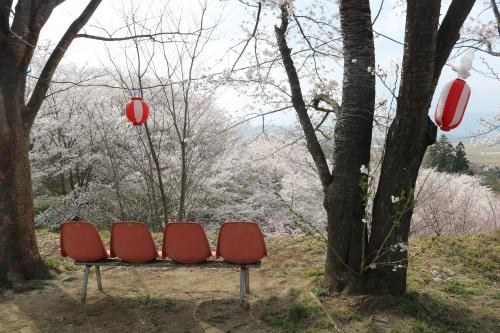 柱沢でお花見