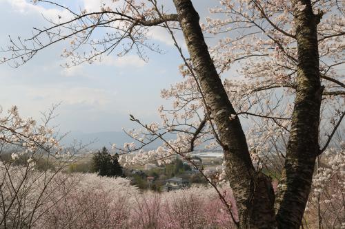 柱沢でお花見