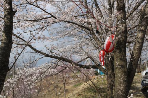 柱沢でお花見