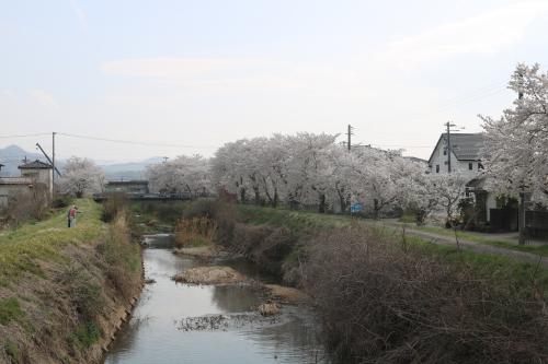 保原町でお花見