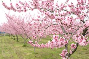 桃の花