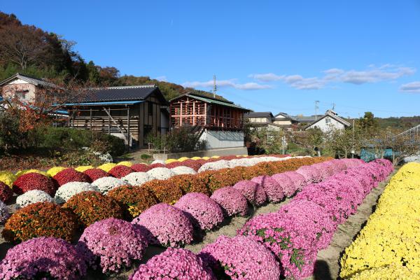 Chrysanthemum bushes in Isazawa ・ 五十沢の笊菊