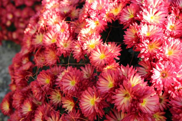 Chrysanthemums blooming amidst their net ・ 網の中から咲く菊