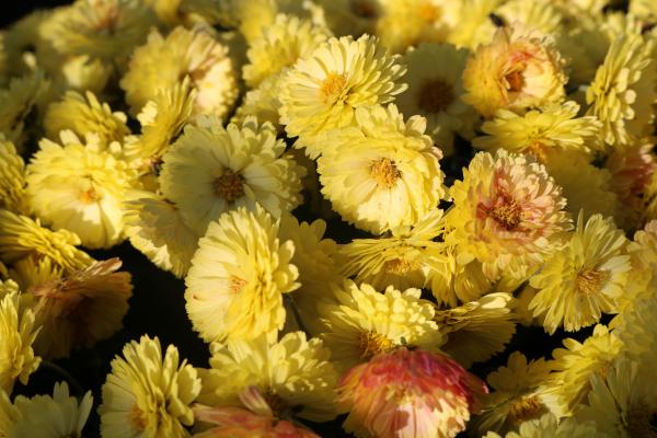 A close-up of yellow chrysanthemums ・ 黄色菊の接写