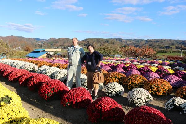 Everyone loves Isazawa’s chrysanthemums! ・ 皆が大好き、五十沢の笊菊！