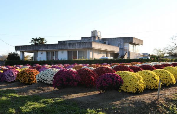 The chrysanthemum garden beside the community center ・ 交流館の隣の菊畑