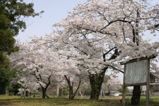 政宗さとしの桜