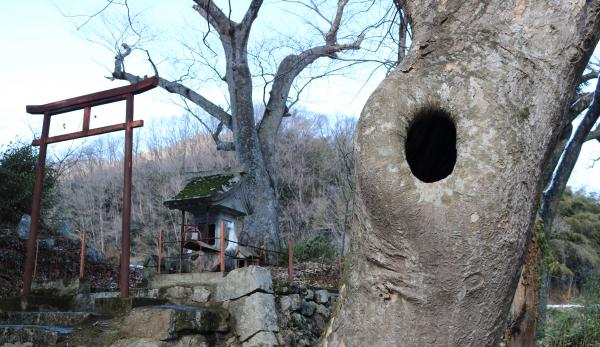 Perhaps, the Lair of the Legendary Leaping Monkeys ・ 恐らく、伝説上の飛ぶ猿の住処