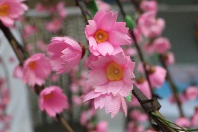 まゆの花