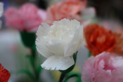 まゆの花