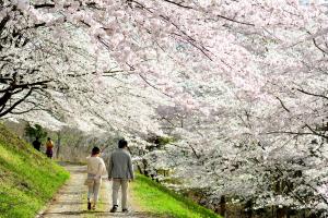 紅屋峠千本桜と道を歩く夫婦の写真
