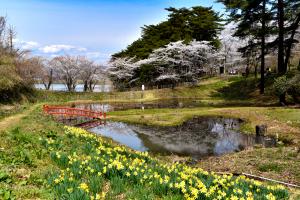 やながわ希望の森公園の小さな赤い橋がかかる溜池と花の写真