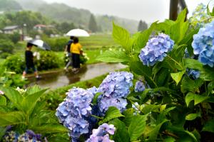 雨が降るくぼたあじさい公園のあじさいと、傘をさして歩く観光客の写真