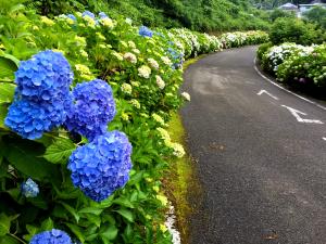 月舘の道路沿いに咲く色とりどりのあじさいの写真