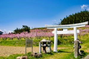 青空の下で桃の花が満開の岡に、高子岡城跡の案内板と鳥居が建っている写真