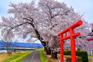 金子公園の桜の写真